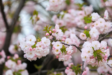 Cherry Blossom, Sakura season in Japan.