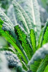 kale in the field