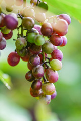 grapes