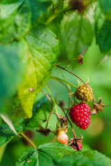 raspberries