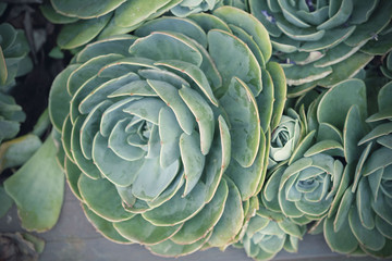 Obraz premium Kalanchoe