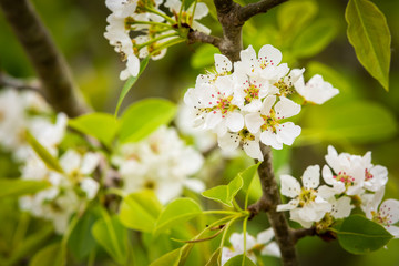 Blooming Pear Tree