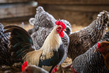 Rooster Among Chickens