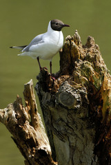 Larus ridibundus / Mouette rieuse