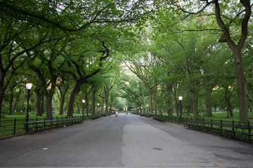 Walkway under the trees at Central Park in summer