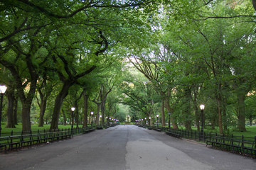 Walkway under the trees at Central Park in summer