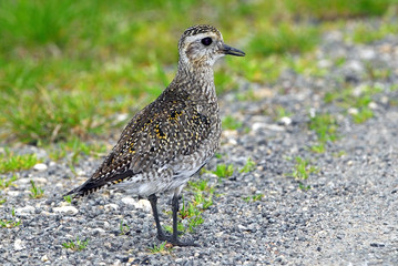 Pluvialis apricaria / Pluvier doré