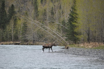 Moose Coming Out of a River