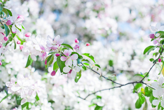 Apple blossom over nature background, beautiful spring flower