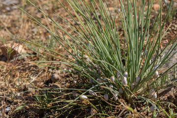 Scattering of snails with white seashells on green grass