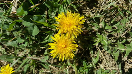 Dandelion flowers