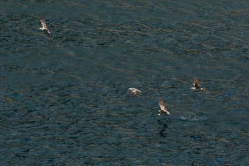 Seagull flies over Black Sea near the coast of Crimea