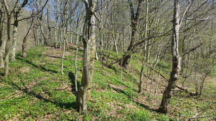 Trees in sunlight, beginning of spring in forest