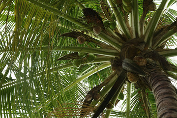Naklejka premium Coconut tree