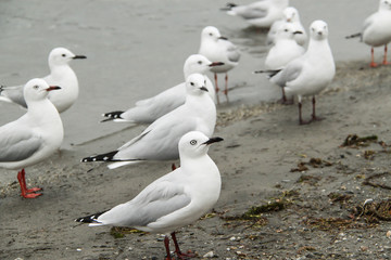 The seagulls.