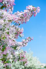 Apple blossom over nature background, beautiful spring flower