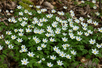 Buschwindr&ouml;schen