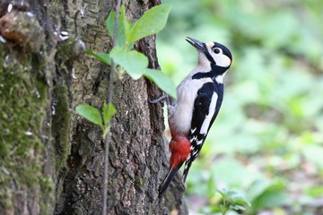 Dendrocopos major, Great spotted woodpecker . Great spotted woodpecker walking on a tree, looking for food.. Wildlife. Europe Country Slovakia.