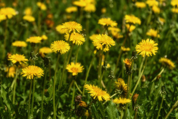dandelion flowers meadow yellow