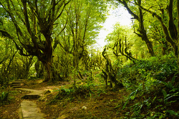 Obraz premium The path in a dense dark overgrown forest on a summer day
