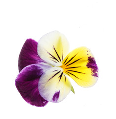 pansies flowers