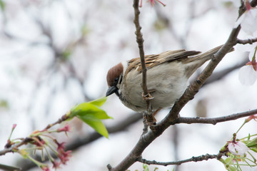 Sparrow sits in Cherry Blossoms