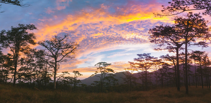Sunrise with pine forest and flowering grass in Phu Soi Dao national park, Thailand.