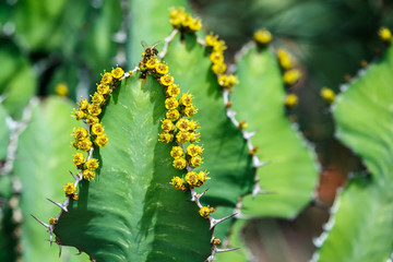 Bee gathering pollen from bright yellow blossoms on the green leaf of a Euphorbia cactus