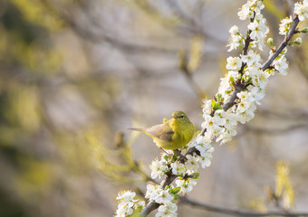Orange Crowned Warbler in a flowering plum tree