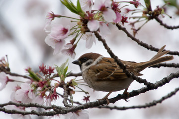 Sparrow sits in Cherry Blossoms