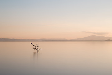 A minimalist photo of a branch emerging out of totally flat water during sunset, with soft and warm colors, under an almost empty sky 