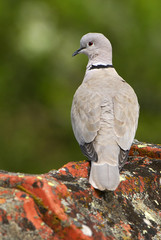 Streptopelia decaocto / Tourterelle turque
