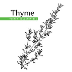 thyme plant on white - obrazy, fototapety, plakaty