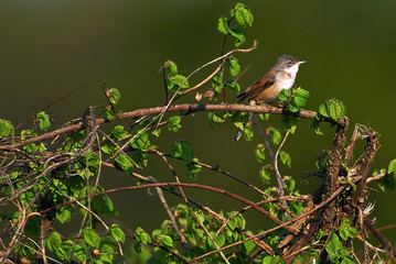 Sylvia communis / Fauvette grisette