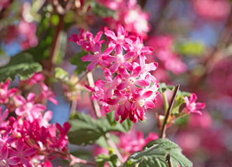 Blut-Johannisbeere, Ribes sanguineum, Zierjohannisbeere