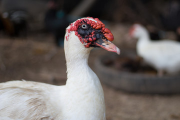 White muscovy duck and blur background