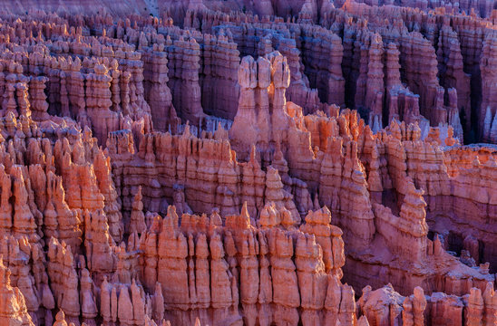Hoodoos at sunrise at Bryce Canyon National Park amphitheater in Utah. The morning sun reveals the vivid purple, orange and pink hues in the rock. This is part of the "amphitheater" formation. 
