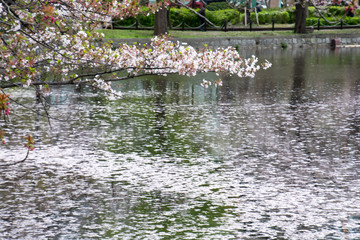 Obraz na płótnie Canvas Cherry Blossom Petals in pond