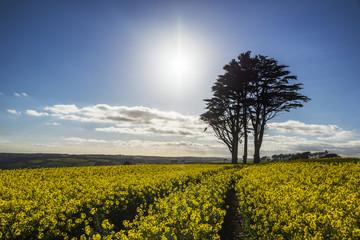 Fototapeta na wymiar Rape seed field with blue sky and tree, cornwall, uk