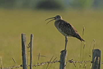 Numenius arquata / Courlis cendré