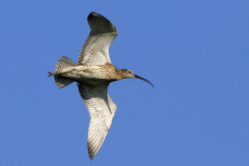 Numenius arquata / Courlis cendré
