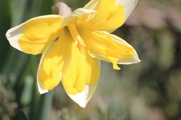 yellow Narcissus flower in spring