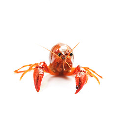 fresh crayfish on white background