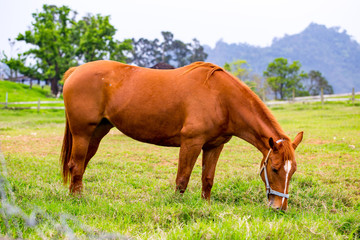 The horse in the ranch.Green pastures of horse farms.
