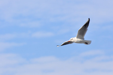Fototapeta na wymiar Beautiful Seagull flying in the sky