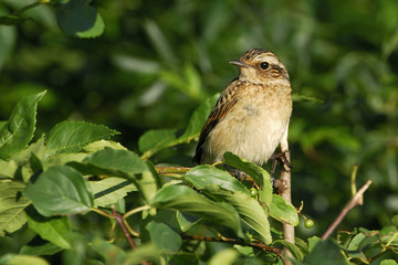 Saxicola rubetra / Traquet tarier / Tarier des prés