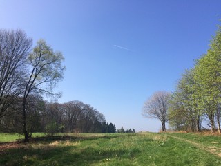 Wiese am Waldrand