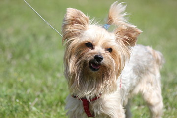 dog Yorkshire Terrier on the walk 
