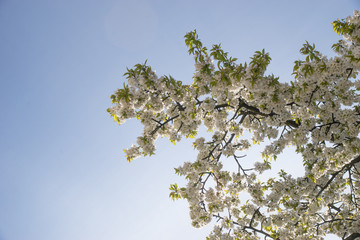 Kirschblüten Süßkirsche