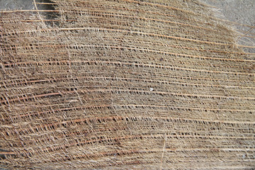 Bark tree texture